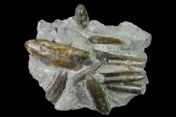 Fossil Belemnite (Paxillosus) Cluster - Mistelgau, Germany #139129